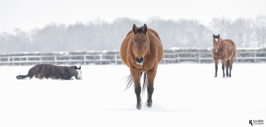 Escapade hivernale chevaux nature