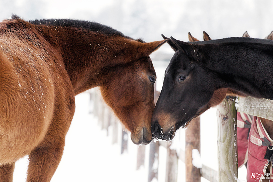 Escapade hivernale au polo chevaux tendresse