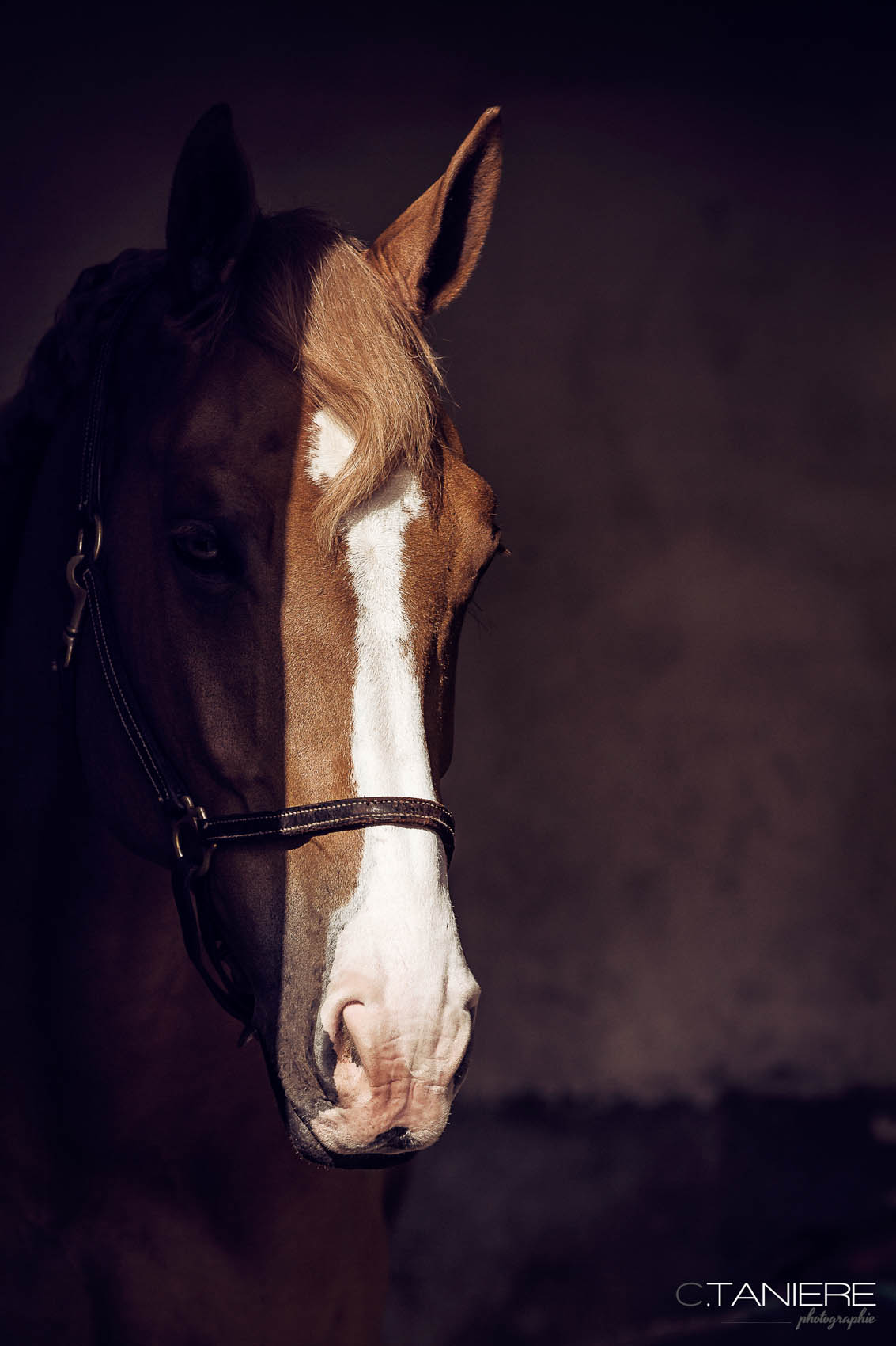 28_portrait cheval-tete