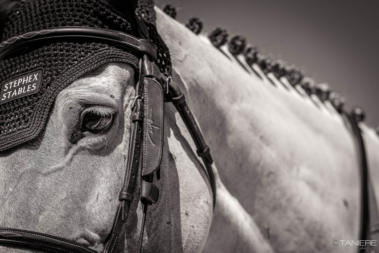 31_portrait cheval noir et blanc
