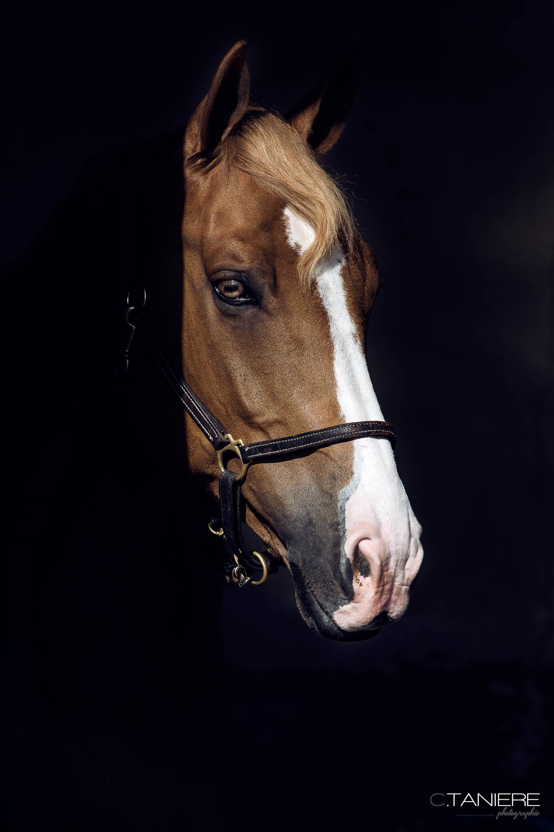 48_portrait cheval bay