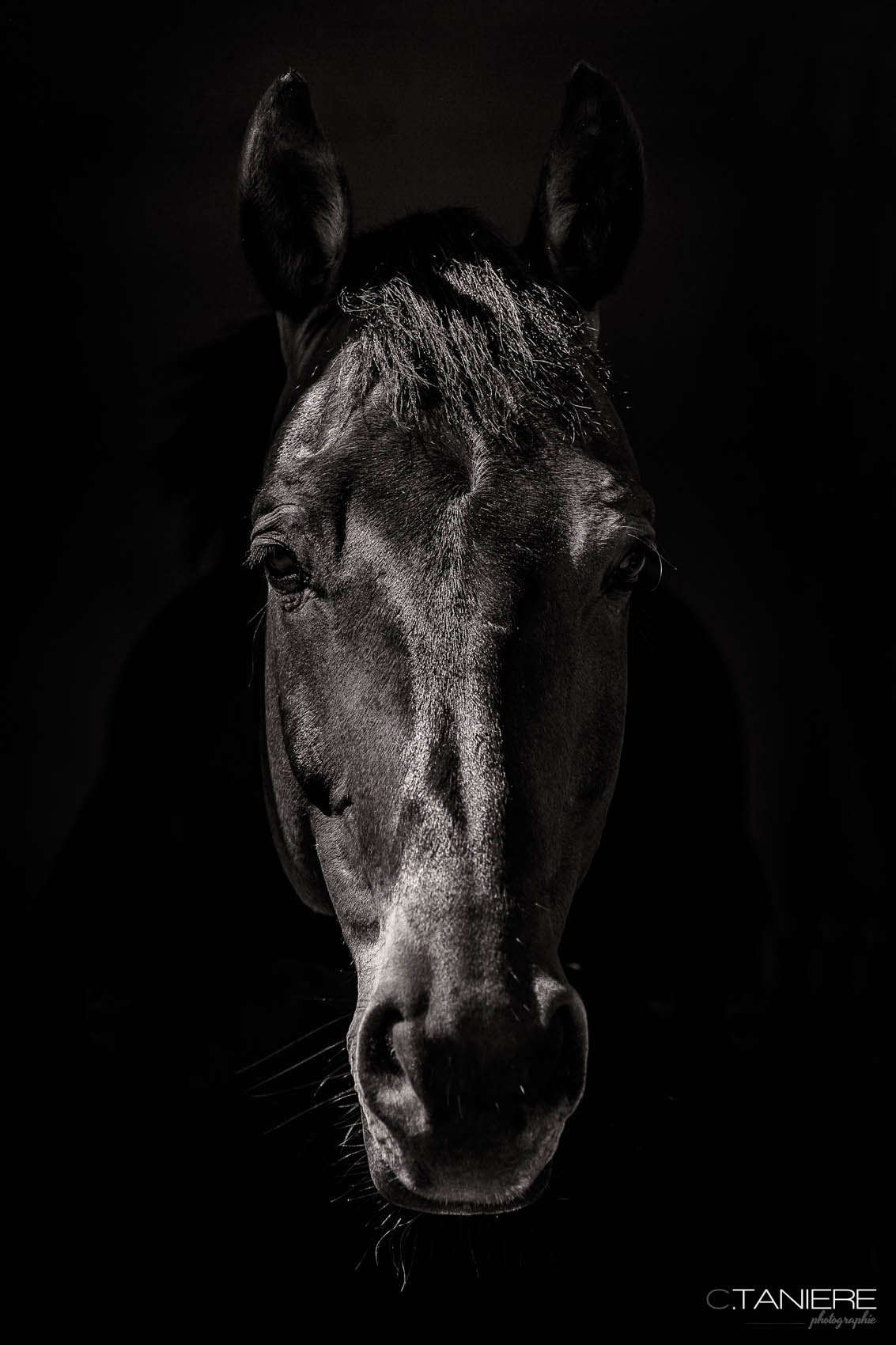 56_portrait-art-equestre