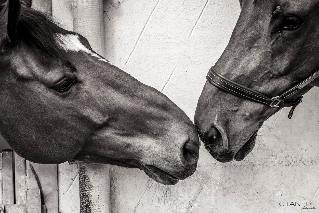 57_baiser cheval