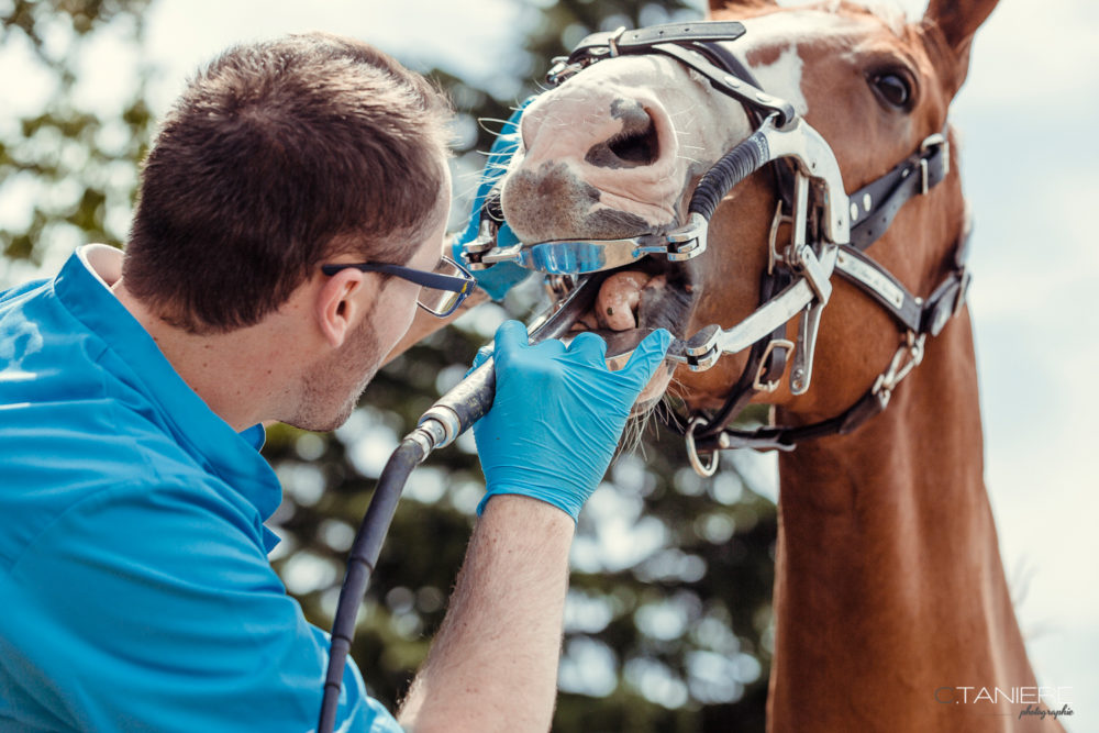 Mon cheval a des douleurs dentaires : que faire