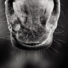 black and white photo of a horse's nose