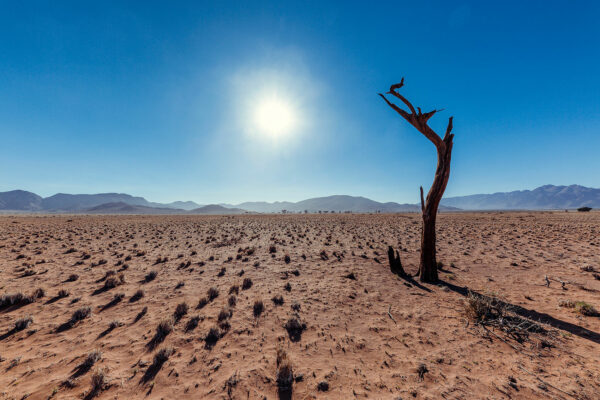 Dead tree Namibia