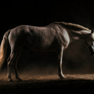Photo of a Lusitanian horse taken in a horse riding arena.