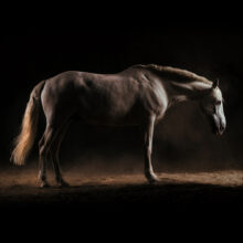 Photo d'un cheval lusitanien pris dans un manège équestre.