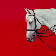 White horse on red background