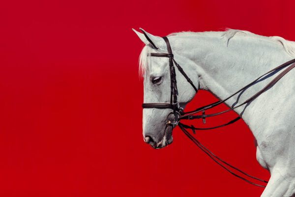 White horse on red background