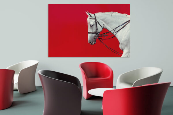 White horse in a waiting room