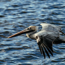 Vol de pélican au dessus de la mer