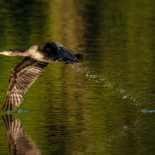 Photo d’un Cormoran qui s'envole