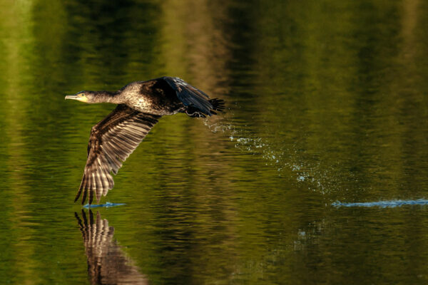 Photo d’un Cormoran qui s'envole