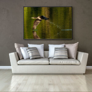 Presentation of the photograph exhibited in a living room.