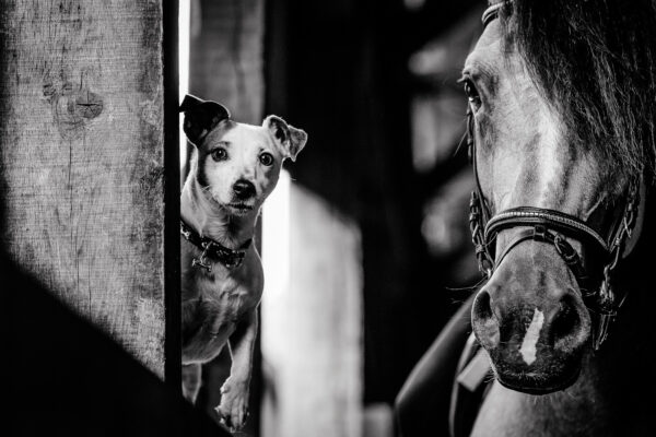 complicity between dog and horse