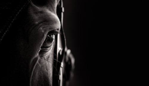 Photo d’un œil de cheval en noir et blanc