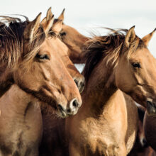 représentation de chevaux Hensons dans leur environnement d’origine en Baie de Somme