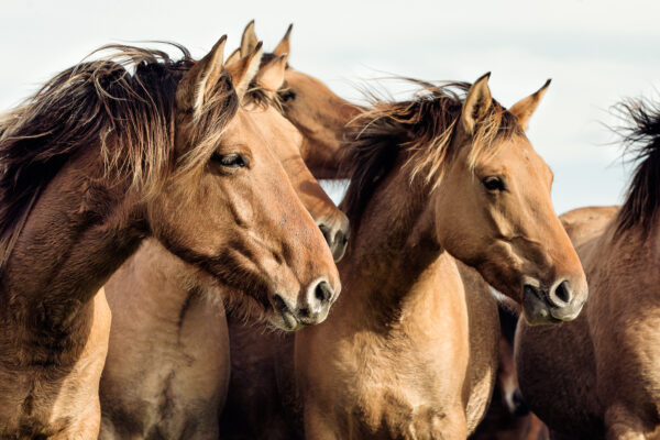représentation de chevaux Hensons dans leur environnement d’origine en Baie de Somme