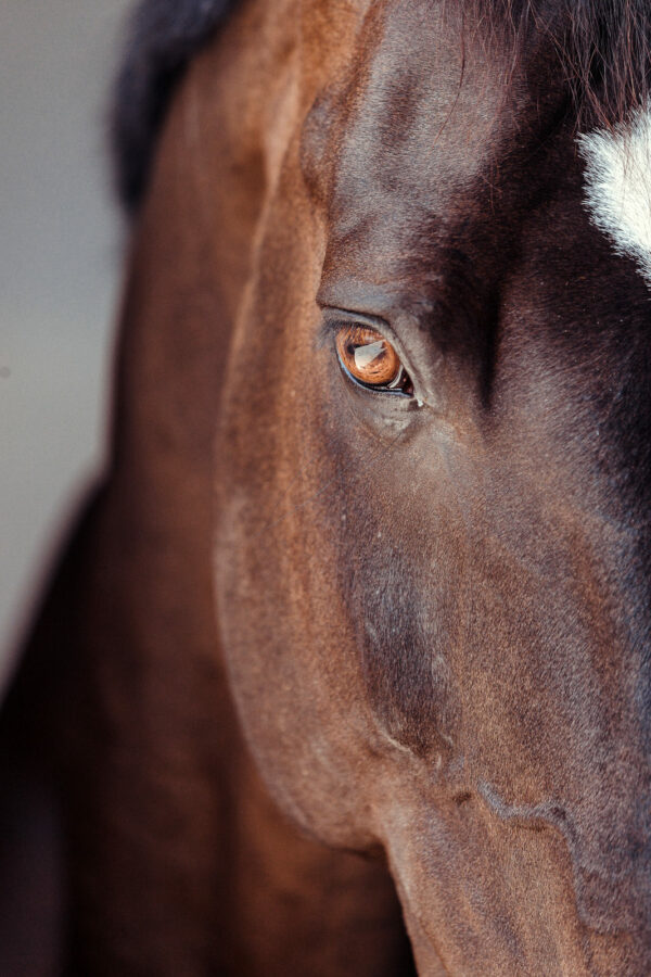 photograph of a clear horse eye