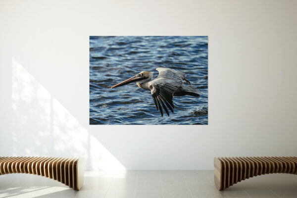 Staging dans une exposition avec photo de Pélican