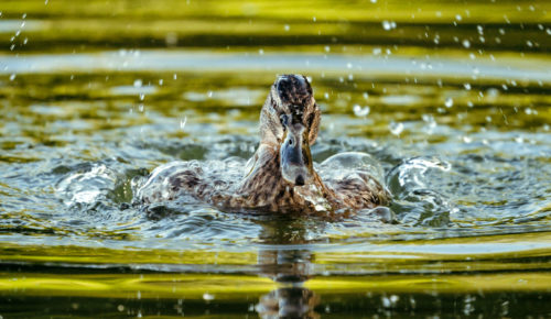 Dabbling a mallard in summer.
