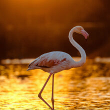 Flamingo photo photographed at the ornithological park in Camargue