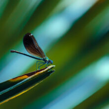 Dragonfly resting on a leaf.