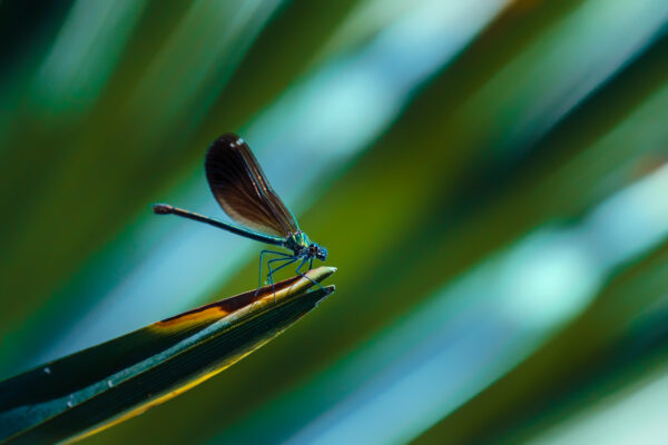 Dragonfly resting on a leaf.