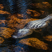 Photo d’un alligator dans l’eau en Floride