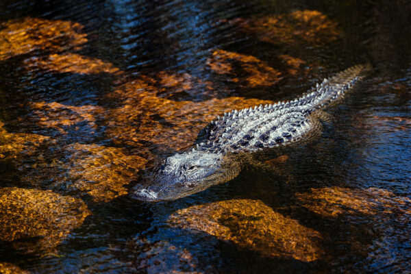 Photo d’un alligator dans l’eau en Floride