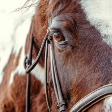 Photo of pinto horse's eye