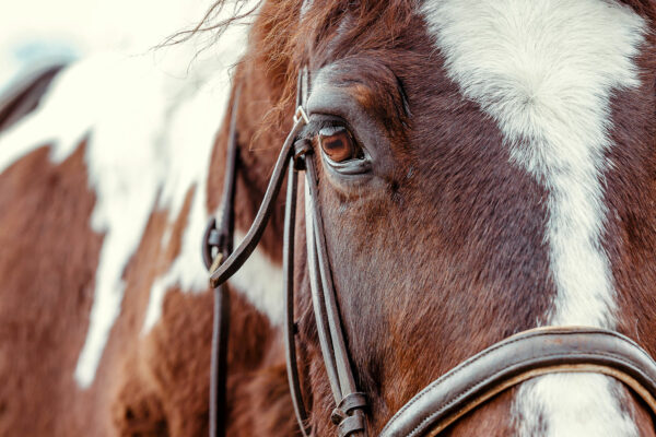 Photo of pinto horse's eye