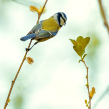 photo of a tit sitting on a twig