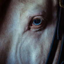 Photo of a Cremollo Horse eye taken in Golega, Portugal.