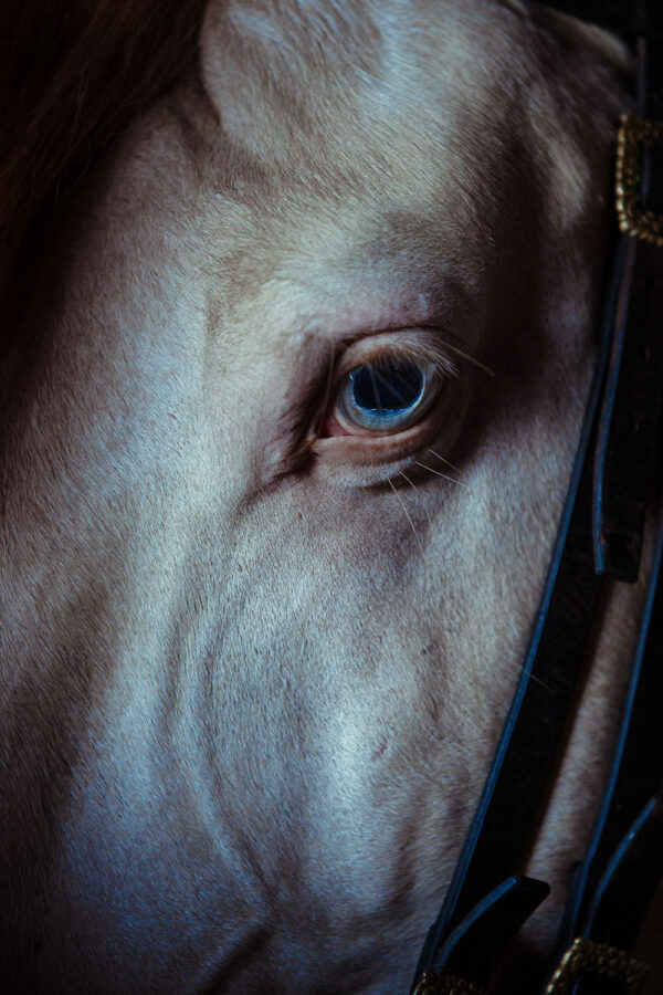 Photo of a Cremollo Horse eye taken in Golega, Portugal.
