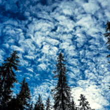 photo de sapins en forêt avec un ciel bleu