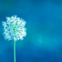 dandelion alone on a cold blue background