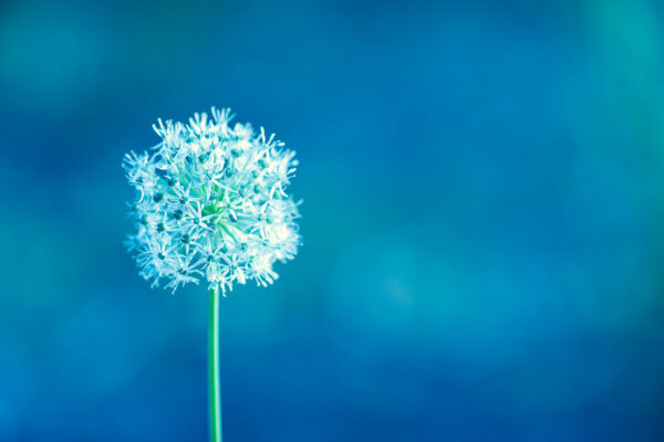 dandelion alone on a cold blue background