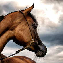 photo représantant un cheval arabe sur ciel chargé