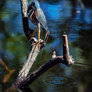 The blue bird awaits its meal on a dead tree branch above the water.