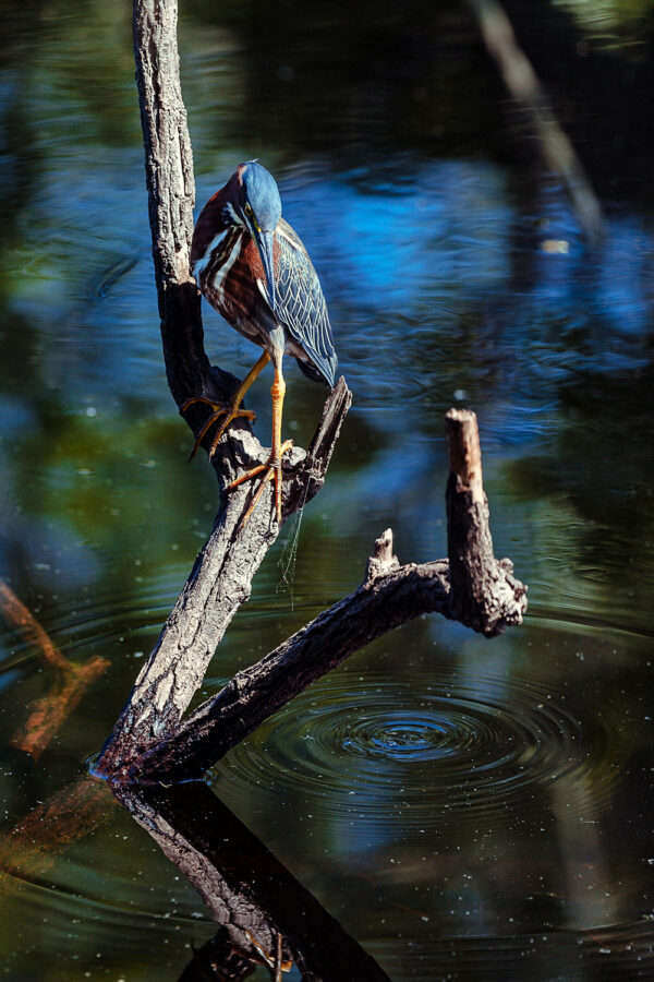 L’oiseau bleu attend son repas sur ue branche d’arbre mort a dessus de l’eau.