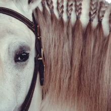 photo cheval « regard lusitanien »