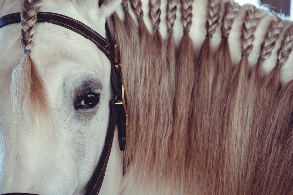 photo cheval « regard lusitanien »