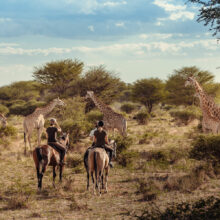 chevaux près des girafes en Afrique