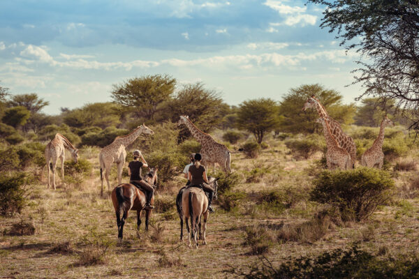 chevaux près des girafes en Afrique