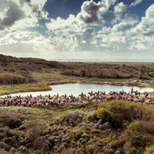 photo représentant des chevaux en baie de somme, vue paysage