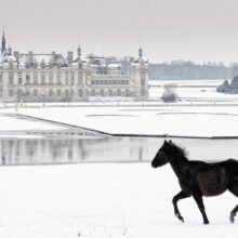 Photo qui montre un poulain noir sur la neige devant le chateau de Chantilly dans l’Oise.