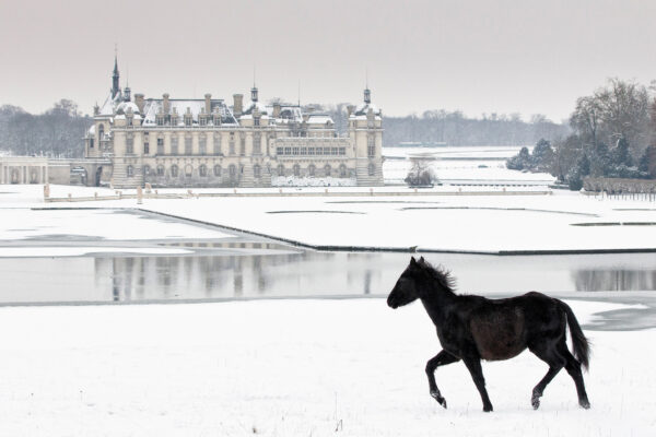 Photo qui montre un poulain noir sur la neige devant le chateau de Chantilly dans l’Oise.