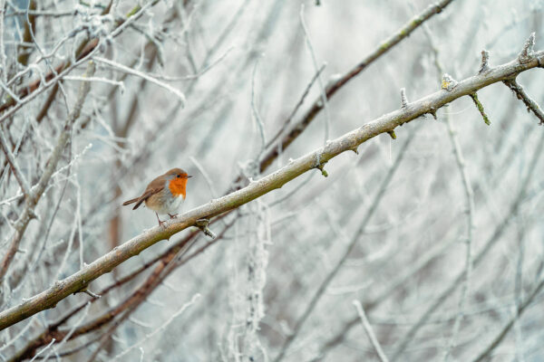 Photo d’un rouge-gorge sur une branche en pleine hiver par moins six degrés.